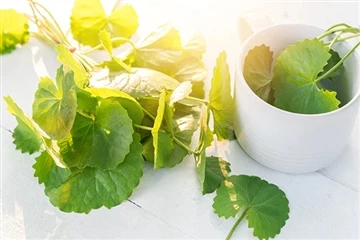 Centella Asiatica có tác dụng như thế nào đối với làn da?