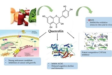 Quercetin và nốt phổi