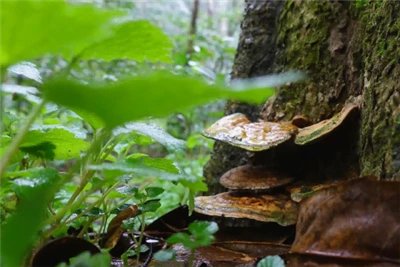 Bạn biết bao nhiêu về bào tử Ganoderma lucidum?