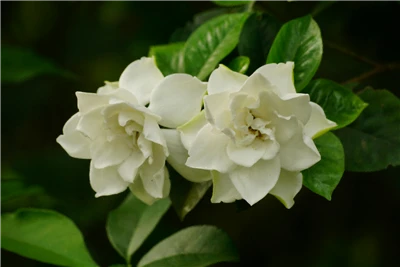 Phân tích ngắn gọn về công dụng của Gardenoside