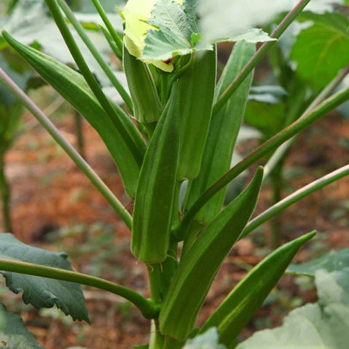 Okra Okra